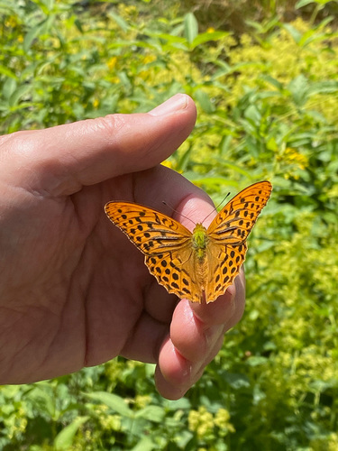 silver_washed_Fritillary_on_Barrys_hand_01.jpg